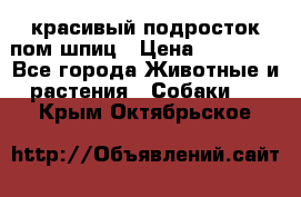 красивый подросток пом шпиц › Цена ­ 30 000 - Все города Животные и растения » Собаки   . Крым,Октябрьское